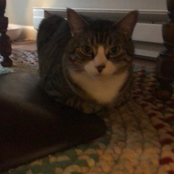 Meet your Posher, Kameron - Picture 1 of 1